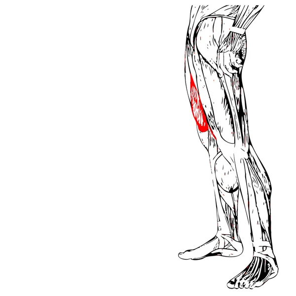 Anatomia humana das pernas superiores — Fotografia de Stock