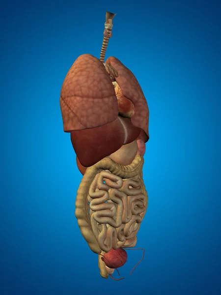 Órgãos abdominais ou torácicos internos — Fotografia de Stock