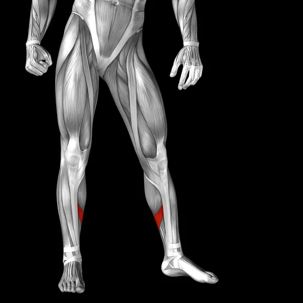 Lower legs anatomy — Stock Photo, Image