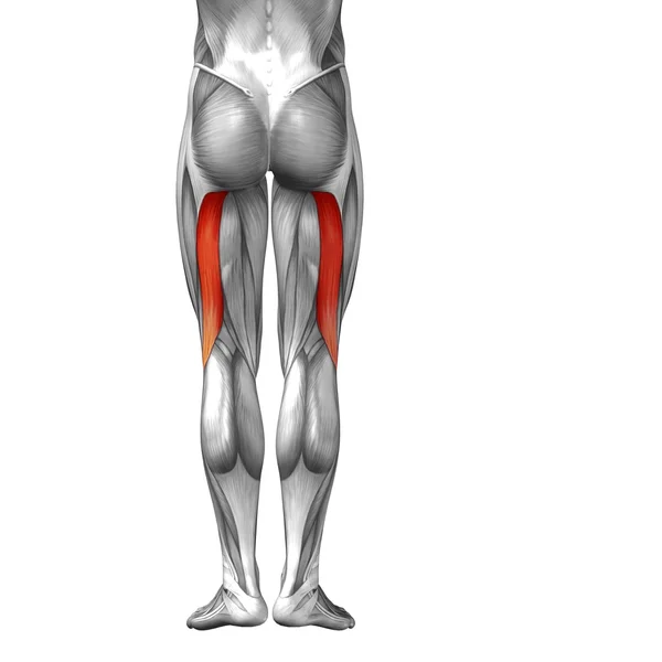 Верхние ноги человека — стоковое фото