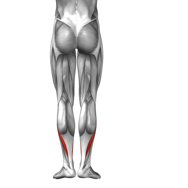 Menselijke lagere benen — Stockfoto