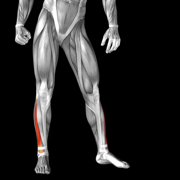 Anatomia delle gambe inferiori — Foto Stock
