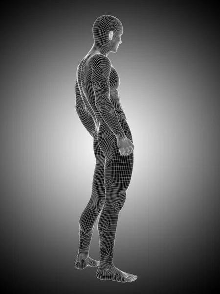 Mężczyzna lub stojący anatomii człowieka — Zdjęcie stockowe