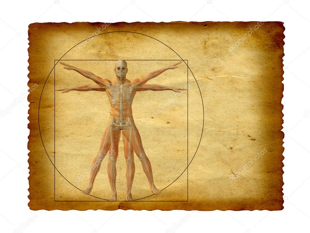 vitruvian human body drawing