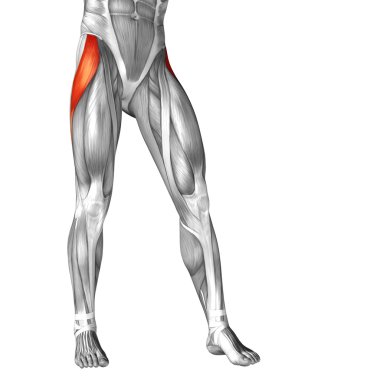 insan ayakları anatomisi