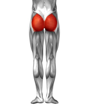 insan ayakları anatomisi