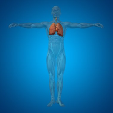 insan solunum sistemi