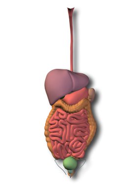 İnsan sindirim sistemi