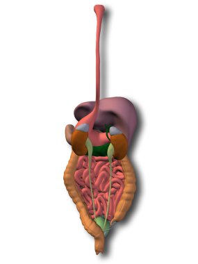 İnsan sindirim sistemi