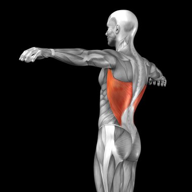 Geri insan anatomisi