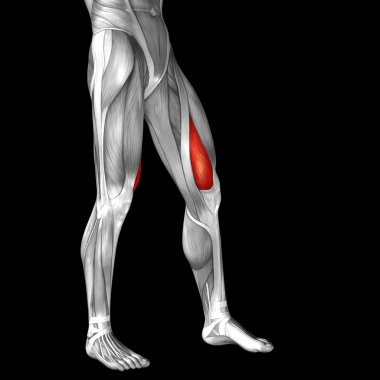 insan üst bacaklar anatomisi