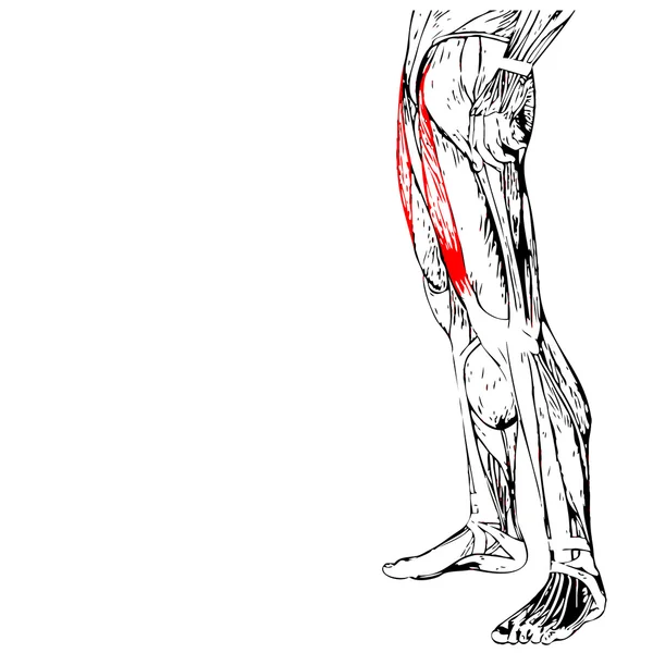 insan üst bacaklar anatomisi