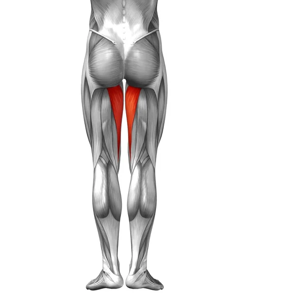 Anatomia das pernas humanas — Fotografia de Stock