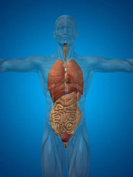 Human  structure with internal organs — Stock Photo, Image