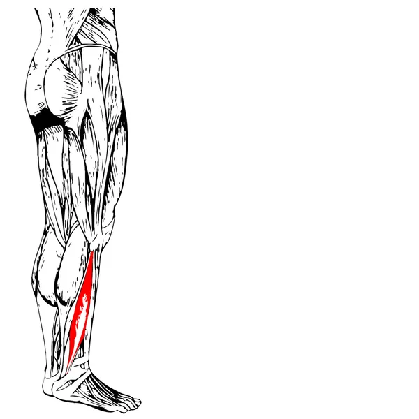 Nižší nohy anatomie — Stock fotografie