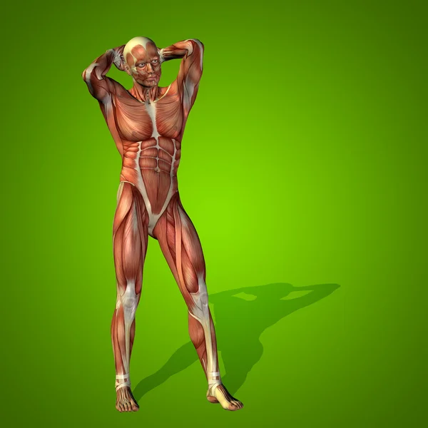 Anatomie Körper mit Muskeln — Stockfoto