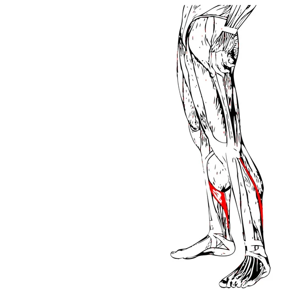 Anatomie der Unterschenkel — Stockfoto