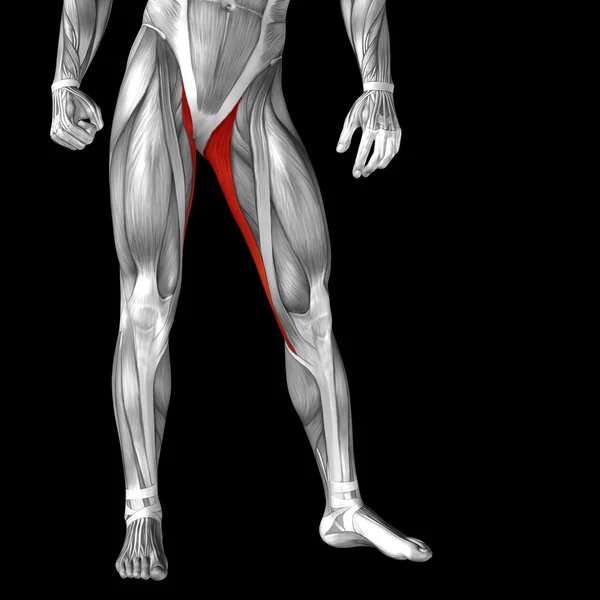 大腿解剖 — 图库照片