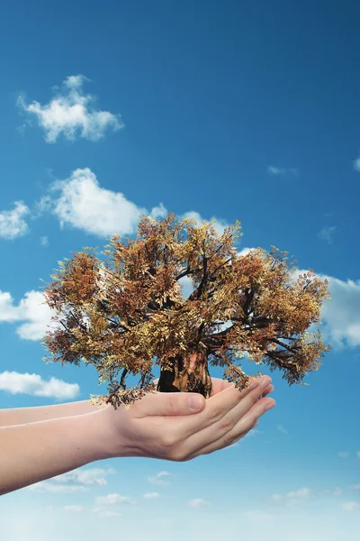 Mujer mano sosteniendo árbol —  Fotos de Stock