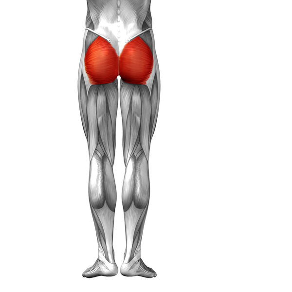 анатомия ног человека
