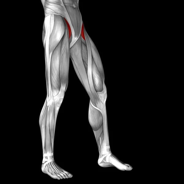 Anatomia człowieka górnej nogi — Zdjęcie stockowe