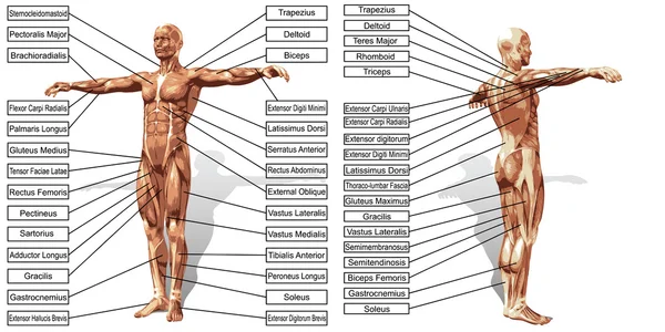 Anatomía y músculos texto — Foto de Stock