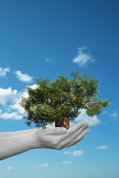 Mujer manos sosteniendo árbol — Foto de Stock