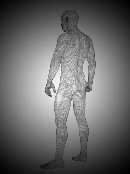 Erkek veya adam anatomisi ayakta — Stok fotoğraf