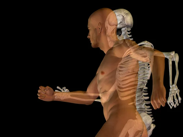 Mens of mannelijke anatomie met botten — Stockfoto