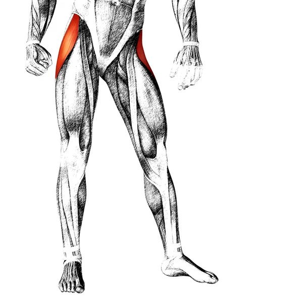 Insan üst bacaklar anatomisi — Stok fotoğraf