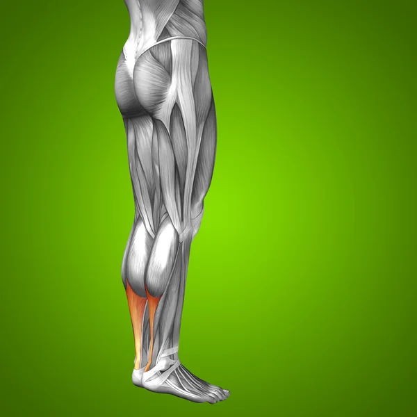 Anatomie humaine des jambes inférieures — Photo