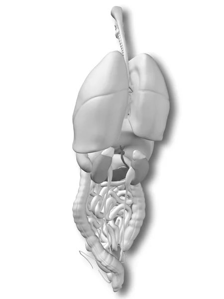 Órgãos abdominais ou torácicos internos — Fotografia de Stock