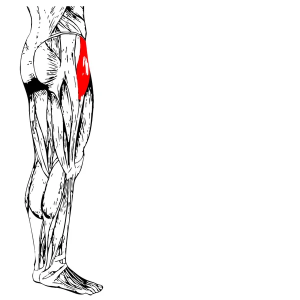 Anatomia humana das pernas superiores — Fotografia de Stock