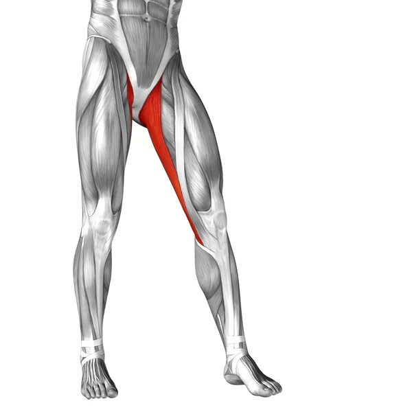 Anatomia człowieka nogi — Zdjęcie stockowe