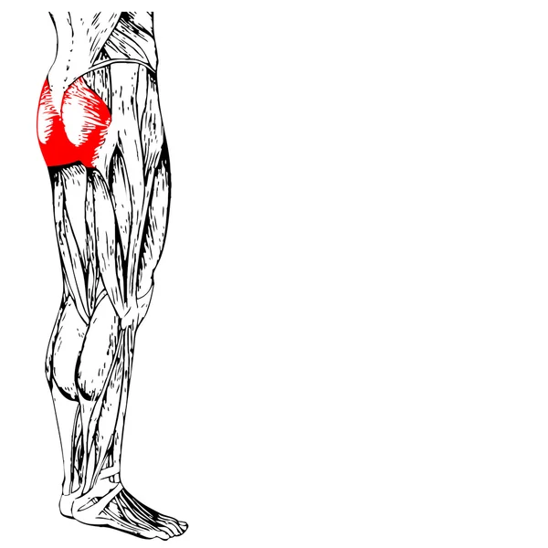 Menselijke bovenbenen anatomie — Stockfoto