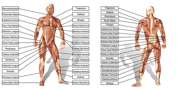 Текст анатомії та м'язів — стокове фото