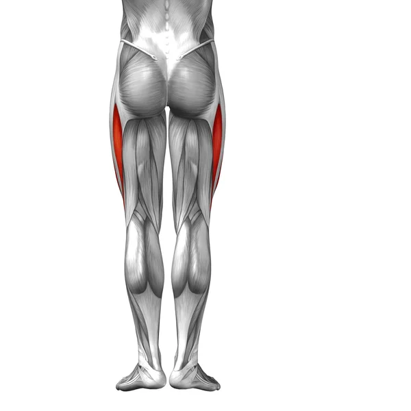 Anatomia das pernas humanas — Fotografia de Stock