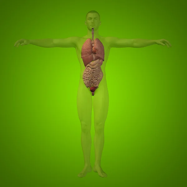 Konceptuální 3d člověka struktura koncepce s vnitřní orgány, trávicí, plíce a oběhového systému na zeleném pozadí — Stock fotografie