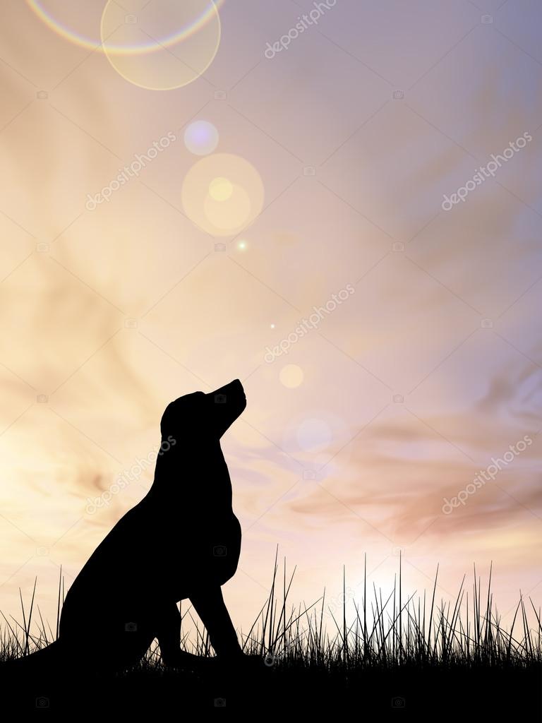 美しい黒のかわいい犬 ストック写真 C Design36