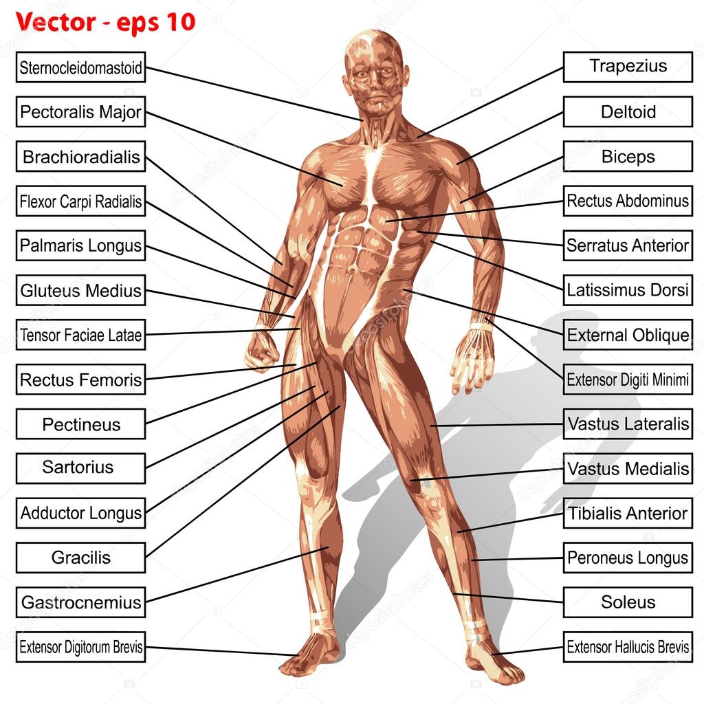 anatomy with muscles text