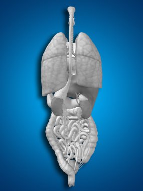 iç organları karın veya Toraks