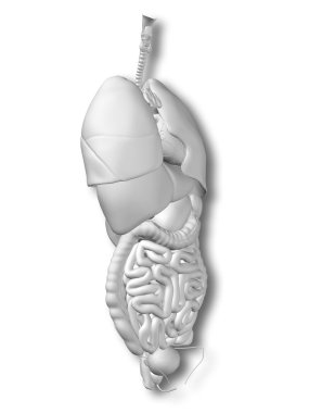 iç organları karın veya Toraks