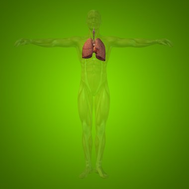 insan solunum sistemi