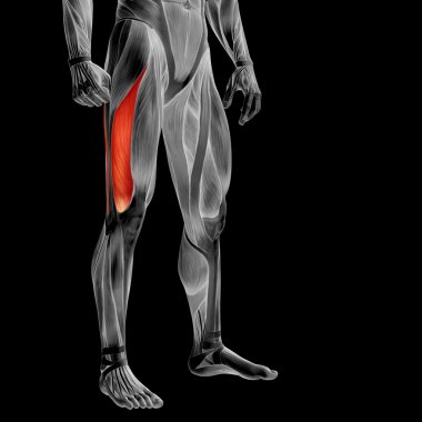 Kavram ya da kavramsal 3d insan üst bacak anatomi veya anatomik ve siyah arka plan üzerine izole kas