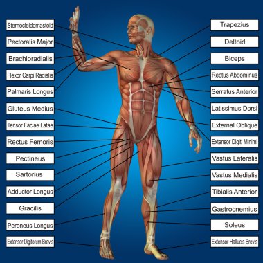adam kasları ve metin