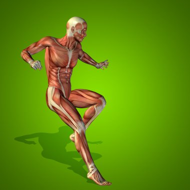 Anatomi vücut kasları ile