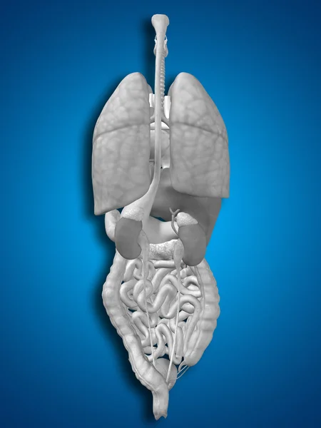 Internal abdominal or thorax organs — Stock Photo, Image