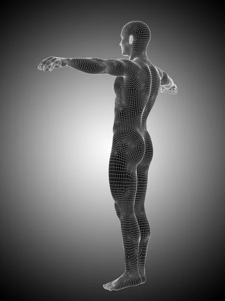 Mężczyzna lub stojący anatomii człowieka — Zdjęcie stockowe