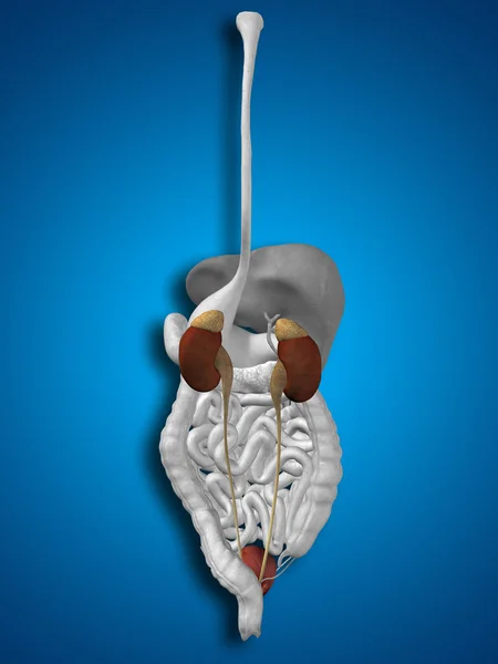 Anatomía del hombre órganos renales —  Fotos de Stock