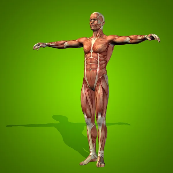 Anatomy body with muscles — Stock Photo, Image